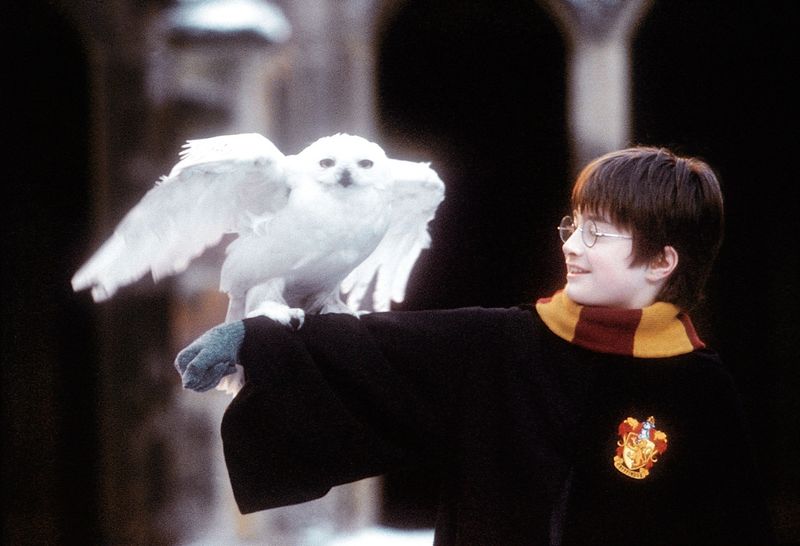 Wie jedes Kind in Hogwarts hat auch Harry (Daniel Radcliffe) ein magisches Haustier: seine Eule Hedwig.