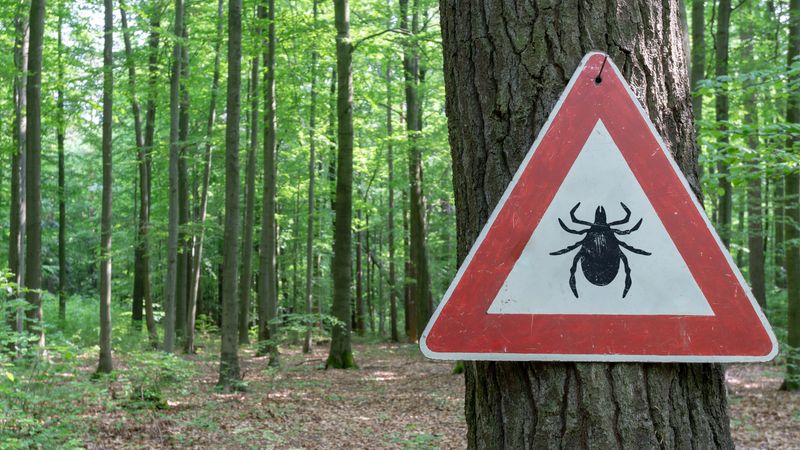Schlechte Nachrichten für Ungeimpfte: Wurden Sie von einer Zecke gestochen, besteht sofort die Möglichkeit einer Ansteckung mit FSME.