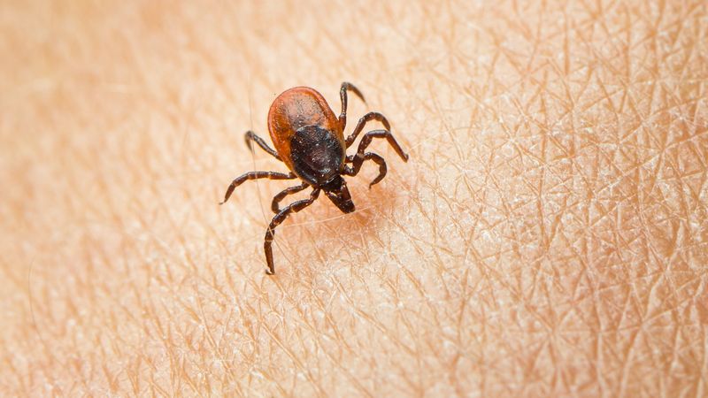 Zecken stehen ganz oben auf der Liste der unliebsamen Lebewesen: Sie sind eklig und gefährlich. Und gar nicht so leicht totzukriegen.