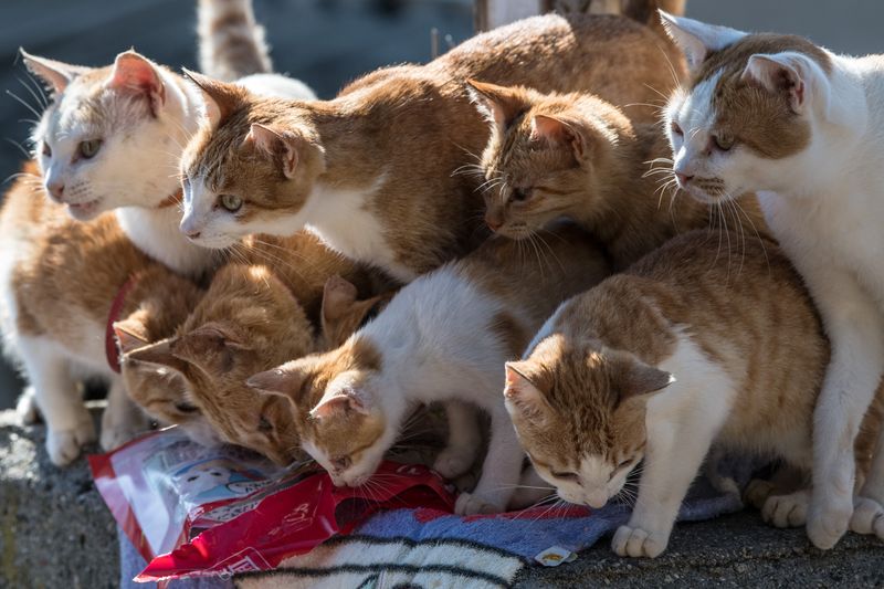 "Alles für die Katz'!" bedeutet, dass etwas umsonst oder der Mühe nicht wert war. Herkunft: Das Sprichwort geht zurück auf eine Geschichte von Burkard Waldis. Ein Schmied ließ sich für seine Arbeit so bezahlen, wie die Kunden es für angemessen hielten. Viele speisten ihn nur mit einem "Danke!" ab. Dem Schmied wurde das irgendwann zu bunt ...