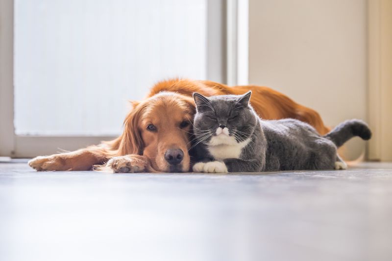 Die Frage, für welches Tier man sich entscheidet, scheint kinderleicht: "Ich habe mir schon immer einen Hund gewünscht", sagen die einen. "Ich bin ein Katzenmensch", sagen die anderen. Doch passt das gewünschte Tier auch wirklich zu Ihnen und Ihrem Alltag? 