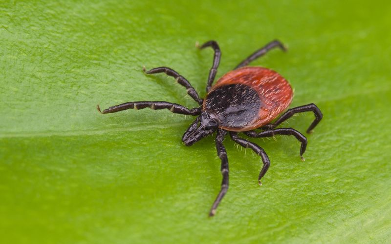 Kleine Spinnentiere, die uns das Leben schwer machen: Zecken. Nicht nur, dass ihr Stich zu lokalen Entzündungen führen kann, auch Krankheiten werden durch Zecken übertragen. Um das zu vermeiden, sollten Sie Vorsichtsmaßnahmen treffen, um gar nicht erst gestochen zu werden. Natürlich gibt es keinen garantierten Schutz - außer Sie verlassen gar nicht mehr das Haus. Aber das muss nicht sein ...