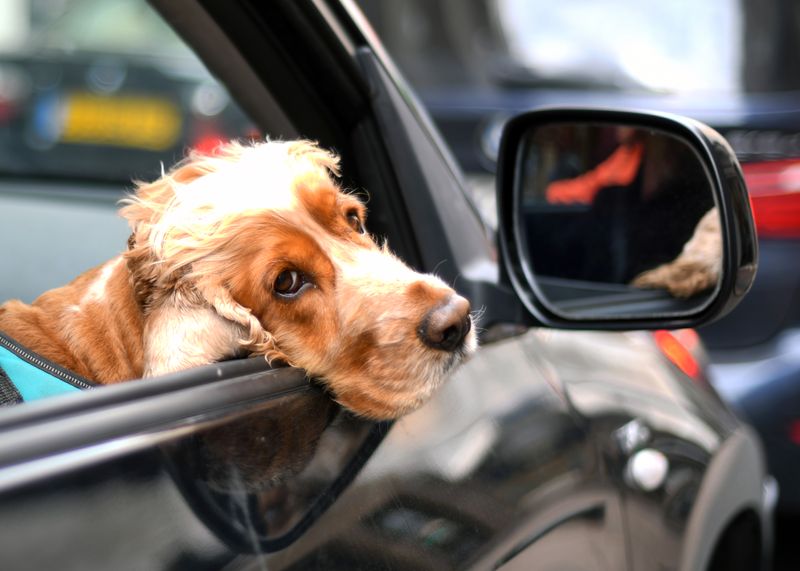 Zunächst einmal müssen Sie sich entscheiden, wo die Reise hingehen soll. Denken Sie dabei an den Charakter Ihres Hundes: Wird er bei Autofahrten unruhig, sollten Sie sich nur für eine kurze Strecke entscheiden. Die Nordsee oder die heimischen Berge sind auch tolle Urlaubsziele und schnell zu erreichen.

