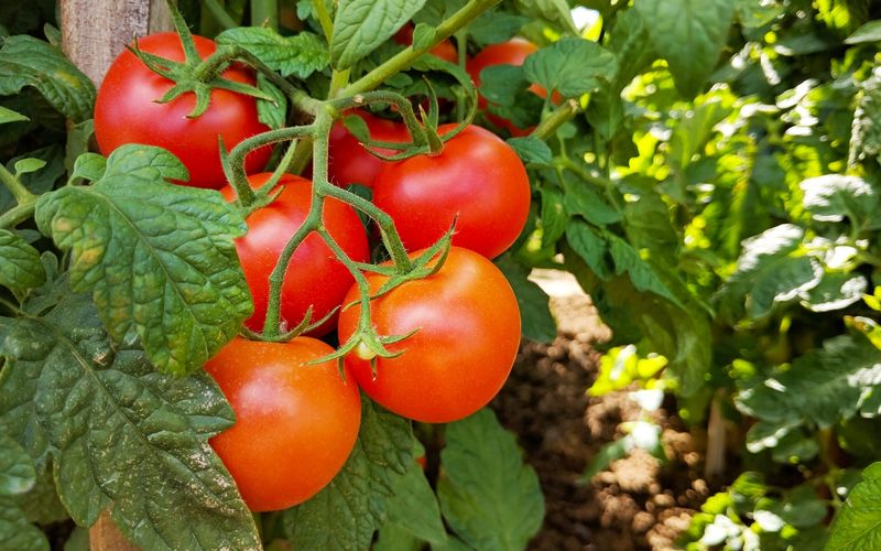 Natürlich liegt es nahe, Tomaten zusammen mit dem Salat im Kühlschrank zu lagern. Doch dort gehören sie nicht hin. Durch die niedrigen Temperaturen wird der weitere Reifeprozess, der für den guten Geschmack des beliebten Sommergemüses zuständig ist, verhindert.

