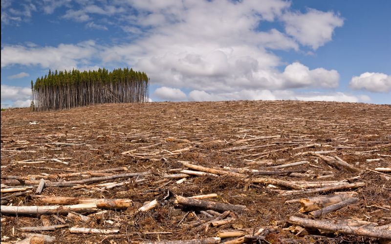 Laut Greenpeace verschwindet alle drei bis vier Sekunden ein Stück Wald in der Größe eines Fußballfeldes von unserem Planeten. Dabei sind Wälder unverzichtbar im Kampf gegen die Klimakrise, da sie große Mengen CO₂ aus der Atmosphäre ziehen und im Holz sowie im Waldboden speichern. Mit Ihrem alltäglichen Handeln können auch Sie dazu beitragen, dass ein kleines Stück Wald mehr erhalten bleibt. 