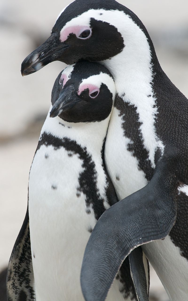 Pinguine leben überwiegend treu. Dabei entscheidet ein Stein zwischen Liebesglück oder einsamen Nächten. Denn Männchen suchen ihrer paarungswilligen Angebeteten den schönsten Stein des Strandes und halten damit um ihre Hand an. Gefällt der Stein dem Weibchen nicht, muss das Männchen weitersuchen. 