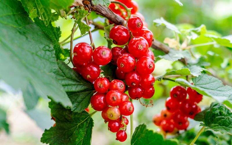 Statt zu importierten und gefriergetrockneten Goji-Beeren zu greifen, gönnen Sie sich doch lieber die in Deutschland heimischen Roten und Schwarzen Johannisbeeren. Diese können frisch genossen werden, das ist nicht nur gesünder, sondern auch besser für die Umwelt, kalorienärmer und kostengünstiger. Der Vitamin-C-Gehalt von Schwarzen Johannisbeeren ist sogar wesentlich höher als der von Goji-Beeren.