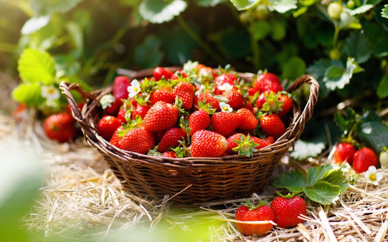 Das Beste am Juni: Erdbeeren direkt vom Feld naschen, wenn Sie sich beim Bauern selbst die süßen Früchte pflücken können. Nun hat die Erdbeere Hochsaison - decken Sie sich also noch mal richtig ein und verarbeiten Sie die Früchte zu leckerer Marmelade oder einem saftigen Erdbeerkuchen.