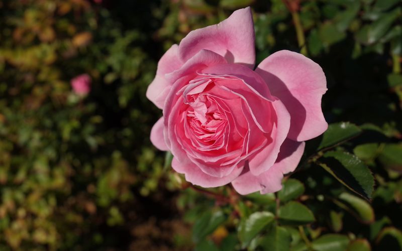 Die Rose "Larissa" ist absolut pflegeleicht. 