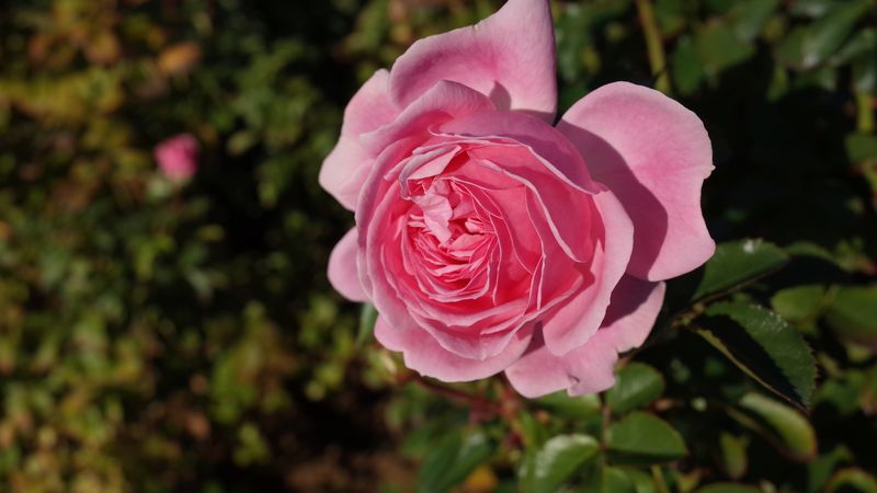 Rose "Larissa"