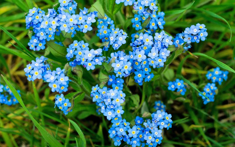 Tiefes Blau bringt das Vergissmeinnicht.