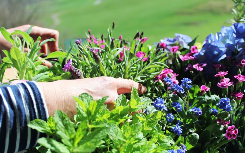 In Ihrem Garten wächst nichts außer trockenen Grashalmen und Löwenzahn? Geben Sie nicht auf! Es gibt mediterrane Kräuter, kleine rote Bäumchen und sogar eine Rosensorte, die absolut pflegeleicht sind. 