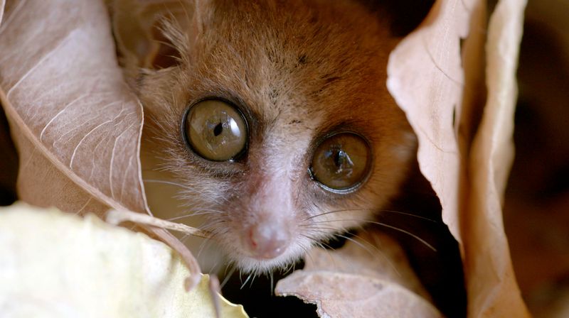 Das kleinen Mausmaki zählt zur kleinsten Lemuren-Art. 