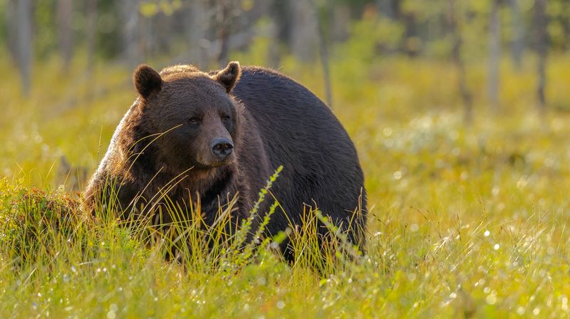 Wie ergeht es Braunbären, wenn es den ganzen Tag hell ist? Die Dokumentation "Erlebnis Erde: Polartag - Skandinaviens Wildnis im Sommer" zeigt, wie die Tiere im Norden Skandinaviens mit den Naturbedingungen umgehen.