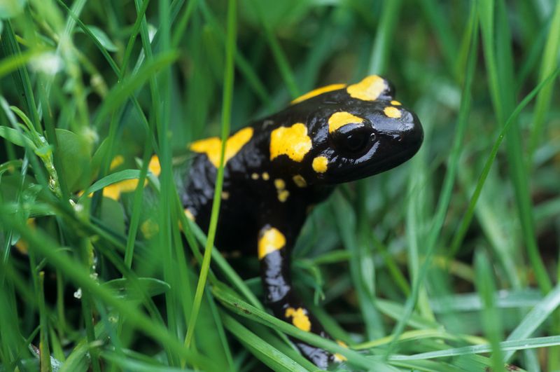 Um auf giftiges Getier zu stoßen, muss man nicht nach Australien fliegen. Auch in der hiesigen Natur finden sich giftige Tierarten aller Gattungen. Neben ausgewählten Reptilien, Amphibien und Fischen sollte man sich auch vor einigen Nagern und Nesseltieren in Acht nehmen. In dieser Galerie zeigen wir Ihnen die zehn giftigsten Tiere Deutschlands.