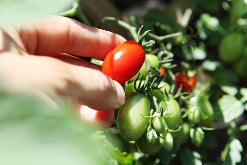 Viele Menschen sehen die Tomate als Gemüse. Doch da gibt es mehrere Meinungen. Tatsächlich zählt die Tomatenpflanze zur Familie der Nachtschattengewächse und ist mit Pflanzen wie der Tollkirsche verwandt. Demnach handelt es sich also nicht, wie angenommen, um eine Gemüsesorte, sondern um eine Frucht ...
