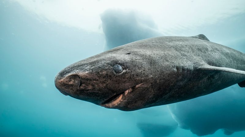 Die urtümlich wirkenden Eishaie können bis zu 400 Jahre alt werden.
