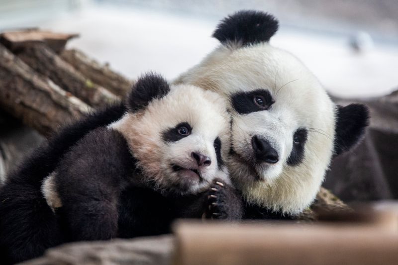 Ein Bär zum Knuddeln - zumindest für die Mama: Vor zwei Jahren, im Januar 2020, kam die Panda-Mama Meng Meng in Berlin aus ihrem Versteck gekrochen - inklusive ihrem fünf Monate altem Baby-Panda. Geboren wurden er und sein Zwillingsbruder im August 2019. Sie waren bis dato die ersten in Deutschland geborenen Pandas.