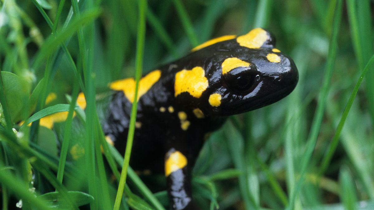 Das sind Deutschlands 10 giftigste Tiere SWYRL, EntertainmentThemen