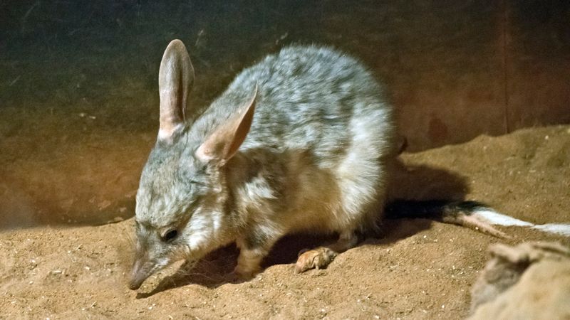 Australien: der Oster-Bilby