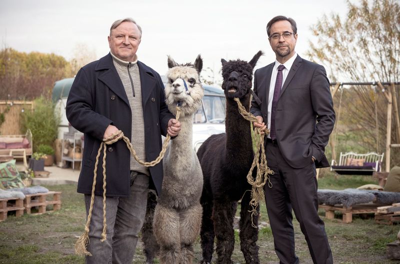 Glücklich mit Alpakas: Kommissar Frank Thiel (Axel Prahl, links) und Prof. Karl-Friedrich Boerne (Jan Josef Liefers) ermittelten im Umfeld einer Bio-Kommune.
