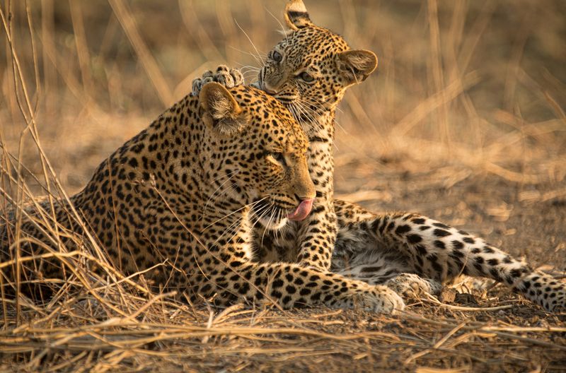 Bis seine Überlebensstrategien vollends entwickelt sind, bleibt der Leopardenjunge Makumbi bei seiner Mutter Olimba.