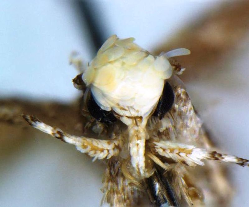 Der kanadische Insektenforscher Dr. Vazrick Nazari gab der von ihm entdeckten Mottenart den Namen "Neopalpa donaldtrumpi". Die Kopfbeschuppung des Falters erinnere ihn an die Frisur des 45. Präsidenten der Vereinigten Staaten, erklärte der Wissenschaftler.
