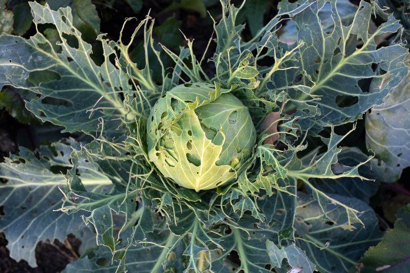 Vor allem Nacktschnecken können oft innerhalb einer einzigen Nacht ungeheuren Schaden im Garten anrichten. Dabei fallen sie gnadenlos über ganze Gemüsebeete und junge Blumenpflanzen her und hinterlassen nicht nur schleimige Spuren, sondern folgenschwere Fraßschäden. Dagegen helfen natürliche Mittel. Doch was wirkt am effektivsten gegen Schneckenbefall?