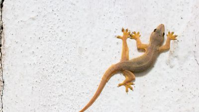 Haftende Geckofüßchen