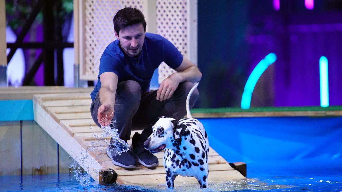 "Ganz großes Kino!" Gehörlose Hündin macht alle sprachlos bei "Top Dog