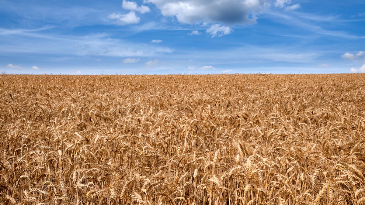 Dinkel, Weizen, Roggen: Wo liegt eigentlich der Unterschied? - SWYRL ...