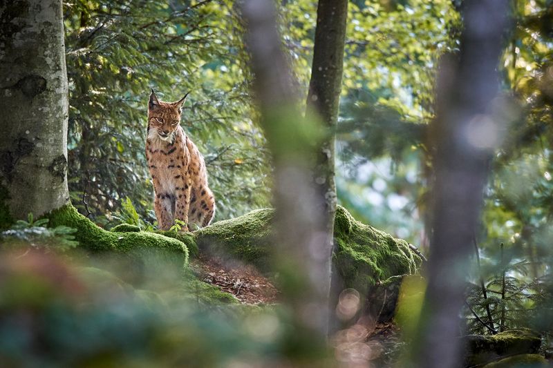 Nationalparks sind geschützte Naturräume der Erhaltung und Erholung. Die dort beheimateten Tiere und Pflanzen stehen unter besonderem Schutz. Doch unberührte Natur bietet auch für Menschen ein besonderes Erlebnis. Allerdings dürfen diese Gebiete nur auf vorgegebenen Wanderwegen mit Rücksicht auf Natur und Tierwelt betreten werden. 