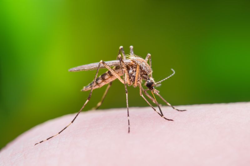 Jährlich sterben etwa sechs Menschen, weil sie von einem Weißen Hai angegriffen wurden. Das ist schlimm, im Vergleich zu anderen Tieren aber eine sehr geringe Zahl. 
Kleinere Tiere und Insekten wie die Anopheles-Mücken können dem Menschen wesentlich gefährlicher werden: Jährlich sterben bis zu 725.000 Menschen an den Folgen eines Stichs des Insekts ...