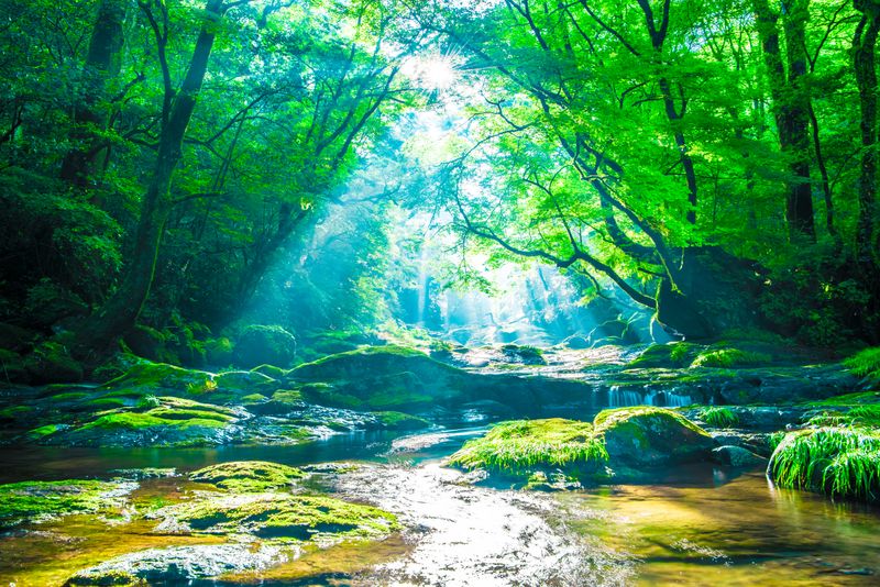 "Waldbaden" ist das deutsche Wort für "Shinrin-yoku". Der Begriff wurde in den 80-ern im Auftrag des japanischen Landwirtschaftsministeriums entwickelt und steht für das Eintauchen in die ganz spezifische Umgebung des Waldes. Seit der Zeit wird deren heilsame Wirkung auf den Menschen dort verstärkt wissenschaftlich erforscht. Mittlerweile wird dazu auch international vermehrt geforscht.