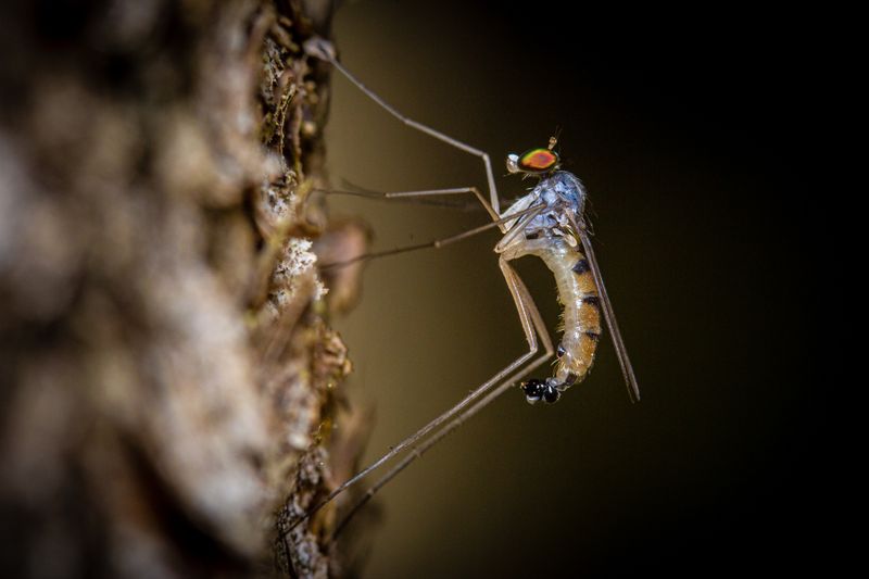 Besonders gefährlich sind Stechmücken, weil sie als Überträger tödlicher Krankheiten wie etwa Malaria, Zika-Virus oder Dengue-Fieber gelten. Ohne Behandlung nach dem Stich sterben rund 430.000 Menschen pro Jahr an der tropisch-subtropischen Krankheit Malaria - und es werden auf lange Sicht gesehen mehr. Aufgrund der Erderwärmung breiten sich die Stechmücken nämlich immer weiter aus.