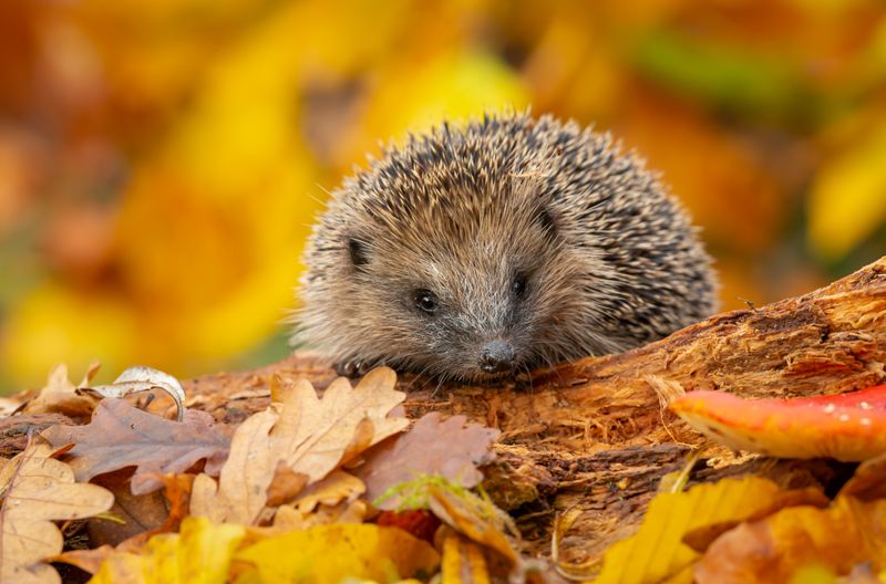 Igel ernähren sich vor allem von Schnecken, Würmern und Insekten. Auf den bewirtschafteten Flächen und in den gepflegten Gärten ihres Lebensraumes nimmt dieses Angebot ab, vor allem, wenn dem Powerfuttern im Herbst ein trockener Sommer vorangegangen ist. Finden die Igel aber nicht genug zu fressen, können sie sich das notwendige Wintergewicht nicht anfressen.