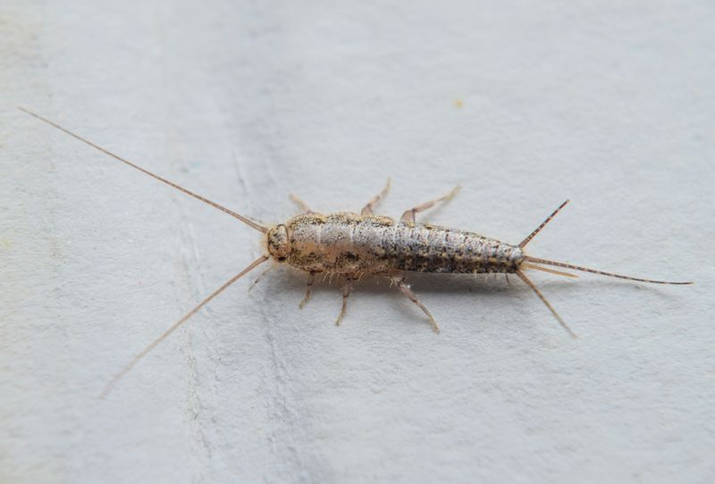 Immer wieder finden sich Silberfischchen in unseren Wohnungen. Die kleinen Insekten leben in Rohr- und Wasserleitungen von feuchtwarmen Räumen. Vor allem in Küche und Bad lassen sich die silbernen Tierchen vermehrt auffinden. Auch in Räumen mit feuchter Wäsche und hoher Luftfeuchtigkeit von etwa 80 Prozent fühlen sich die Insekten sehr wohl. Die reguläre Lufttemperatur von Innenräumen sollte allerdings nicht mehr als 60 Prozent betragen, im Bad maximal 70 Prozent.