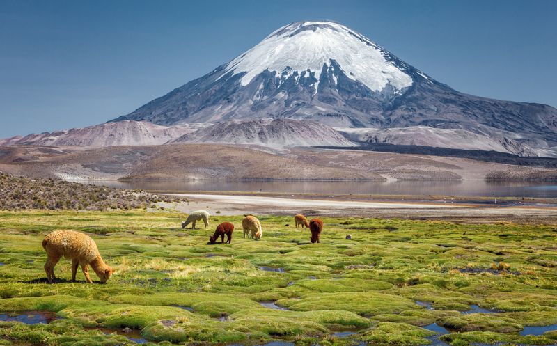 Von dort kommen sie her, und die meisten Alpakas der Welt leben immer noch da: in den Anden, und vor allem in Peru. Doch auch außerhalb Südamerikas wächst die Alpaka-Population gerade.