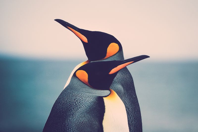 Monogamie gibt es nur zwischen Menschen? Von wegen! Auch im Tierreich gibt es die ewige Treue. Allerdings mit einigen skurrilen Besonderheiten. So verschenken Pinguine Steine als Hochzeitsgeschenk, Meisen brüllen, wenn sie eifersüchtig sind, und die Elefantenspitzmaus verjagt den eigenen Nachwuchs, sobald dieser geschlechtsreif ist ...
