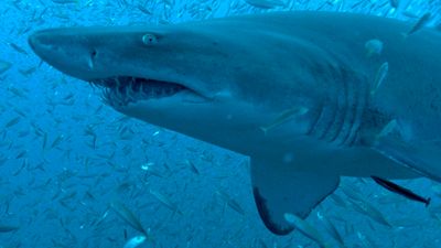 "Erlebnis Erde: Haie leben gefährlich"