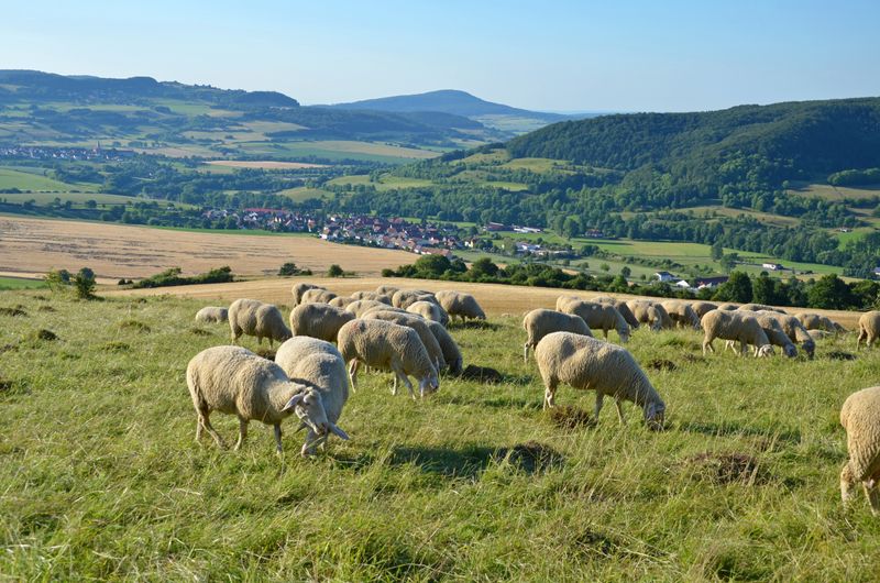 Nur wenige ursprüngliche Biotope werden als Biosphärenreservate von der UNESCO gelistet, sondern viel mehr Kulturlandschaften, die Lebens- und Wirtschaftsformen langfristig verbinden. Die Reservate fördern und fordern mehr als herkömmlicher Naturschutz. Denn sie unterstützen beispielhaft ressourcenschonende Innovationen und nachhaltiges Wirtschaften.