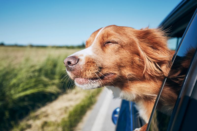 Spontan in den Flieger steigen oder einfach mal über Nacht wegbleiben? Für Hundebesitzer ist das nicht möglich. Planung ist alles, wenn Sie eine Reise machen möchten. Wir geben Ihnen Tipps, worauf Sie achten müssen, wenn es zusammen mit dem Vierbeiner in den Urlaub gehen soll ...