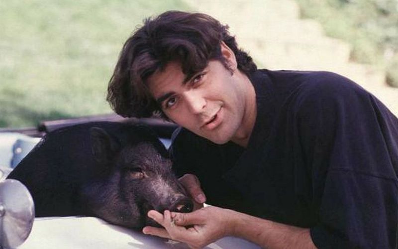 Er war womöglich das berühmteste Hängebauchschwein aller Zeiten - aufgrund seines "Herrchens": 18 Jahre lang lebte "Max" bei George Clooney. Als sein 135 Kilo schwerer Liebling starb, scherzte der Schauspieler, dass damit die längste Beziehung, die er jemals hatte, zu Ende gegangen sei. Doch auch andere Promis hielten sich ausgefallene Gefährten ...