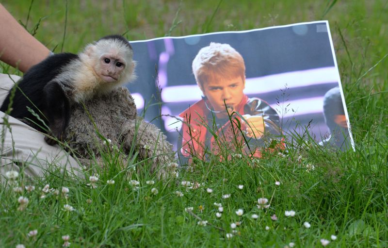 Ob er sein ehemaliges Herrchen auf dem Foto noch erkannte? Kapuzineräffchen Mally wurde 2013 am Münchner Flughafen vom Zoll beschlagnahmt, weil Justin Bieber bei seiner Einreise nicht die notwendigen tierseuchen- und artenschutzrechtlichen Dokumente vorweisen konnte. Mit dessen Tierliebe war es auch nicht allzu weit her: Bieber wollte den Affen nicht zurück, Mally lebt inzwischen im Serengeti-Park in Hodenhagen.