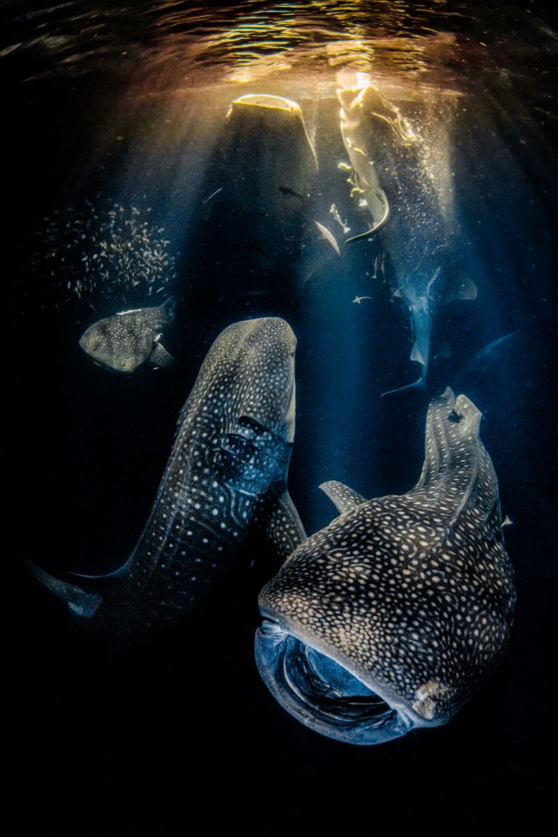 Rafael Fernandez Caballero aus Spanien gewann mit seiner Aufnahme "Giants of the Night" (Giganten der Nacht) nicht nur in der Kategorie "Wide Angle", sondern wurde auch zum Sieger des Gesamtwettbewerbs gekürt und darf sich nun "Underwater Photographer Of The Year 2022" nennen. Auf seinem Bild sind zahlreiche Walhaie bei der Nahrungsaufnahme zu sehen, die Caballero nachts im Ari Atoll auf den Malediven beobachtete.
