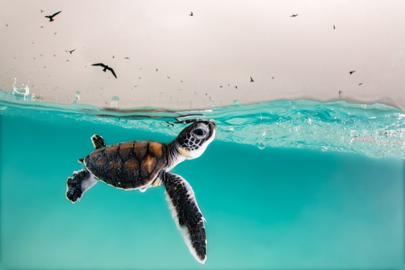 Wie faszinierend die Welt unter der Wasseroberfläche ist, zeigt der Wettbewerb "Underwater Photographer of the Year 2022". "Die Reisebeschränkungen des letzten Jahres haben zwar viele Fotografen davon abgehalten, ihre Lieblingsgewässer zu besuchen, ihrer Kreativität hat dies jedoch keinen Abbruch getan", erklärte Jurymitglied Alex Mustard. In der Galerie sehen Sie eine Auswahl der prämierten Bilder - tauchen Sie mit uns ab ...