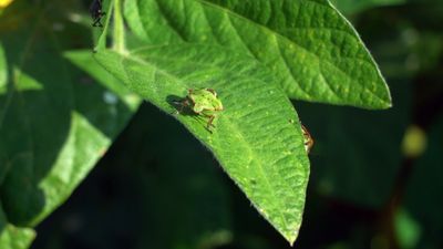 Insektenkiller - Wie Chemieriesen unser Ökosystem zerstören