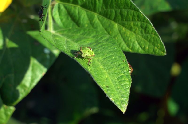 Blattläuse sollen mit Chemie bekämpft werden. Doch der Schaden lässt sich kaum eindämmen.
