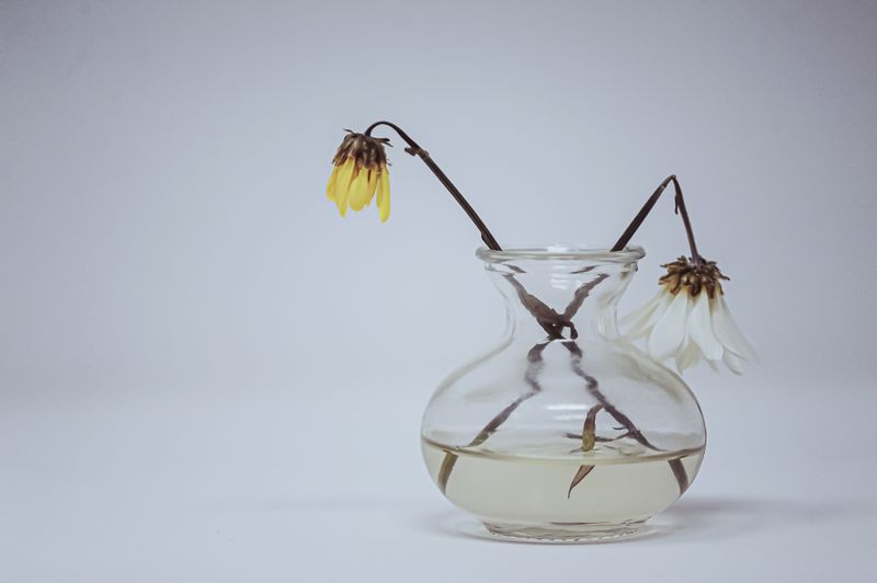 Haben Sie auch Vasen, in denen Blumen scheinbar ewig überleben und andere, in denen sie ruckzuck welk werden? Möglicherweise hilft es, letztere einer gründlichen Reinigung zu unterziehen. Denn Ablagerungen von Kalk und Co. lassen in einer Vase eher Keime gedeihen.