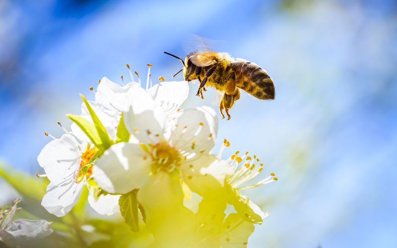Egal ob im Biergarten oder beim Picknick im Park: sobald die Tage wärmer werden und der Frühling sich mit ersten Blumen zeigt, brummen auch die fliegenden Insekten um uns herum. Doch wer kann Bienen, Hornissen und Wespen unterscheiden? Und ist die Angst vor Stichen wirklich berechtigt?